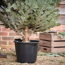 Φυσικό έλατο σε γλάστρα με βάση/ρεζερβουάρ νερού για καλύτερη φρεσκάδα.